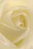 This evocative image immerses you in the gentle spiral of an ivory rose, each nearly translucent petal unfurling in an embrace that feels both delicate and infinitely tender. The soft, diffused daylight reminiscent of early mornings over Biggin Hill paints the petals with a subtle glow, casting gentle shadows that underscore their elegance. The scene is not only visually enchanting but also emotionally resonant, echoing the serenity of a quiet walk by Biggin Hill Memorial Library or the peace of a heartfelt conversation shared in a sun-dappled garden. This rose radiates tranquility and respect, making it a thoughtful choice for conveying sympathy or admiration, or for marking moments of new beginnings. The artistry of local florists is evident in every careful layer and precisely balanced spiral, where creamy tones blend seamlessly with the faintest hints of pale lemon. The scent, while only imagined, is understated and clean-a subtle reminder of comfort and compassion. Each element of the arrangement reveals a dedication to both emotion and aesthetic, inviting the recipient to pause, reflect, and feel the embrace of Biggin Hill's spirit through blossom and fragrance alike.